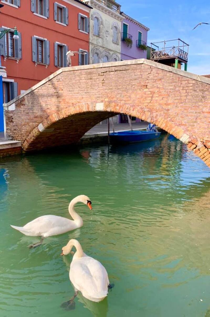 Swans are regularly spotted in the canals of Burano, an island in the Venetian lagoon.