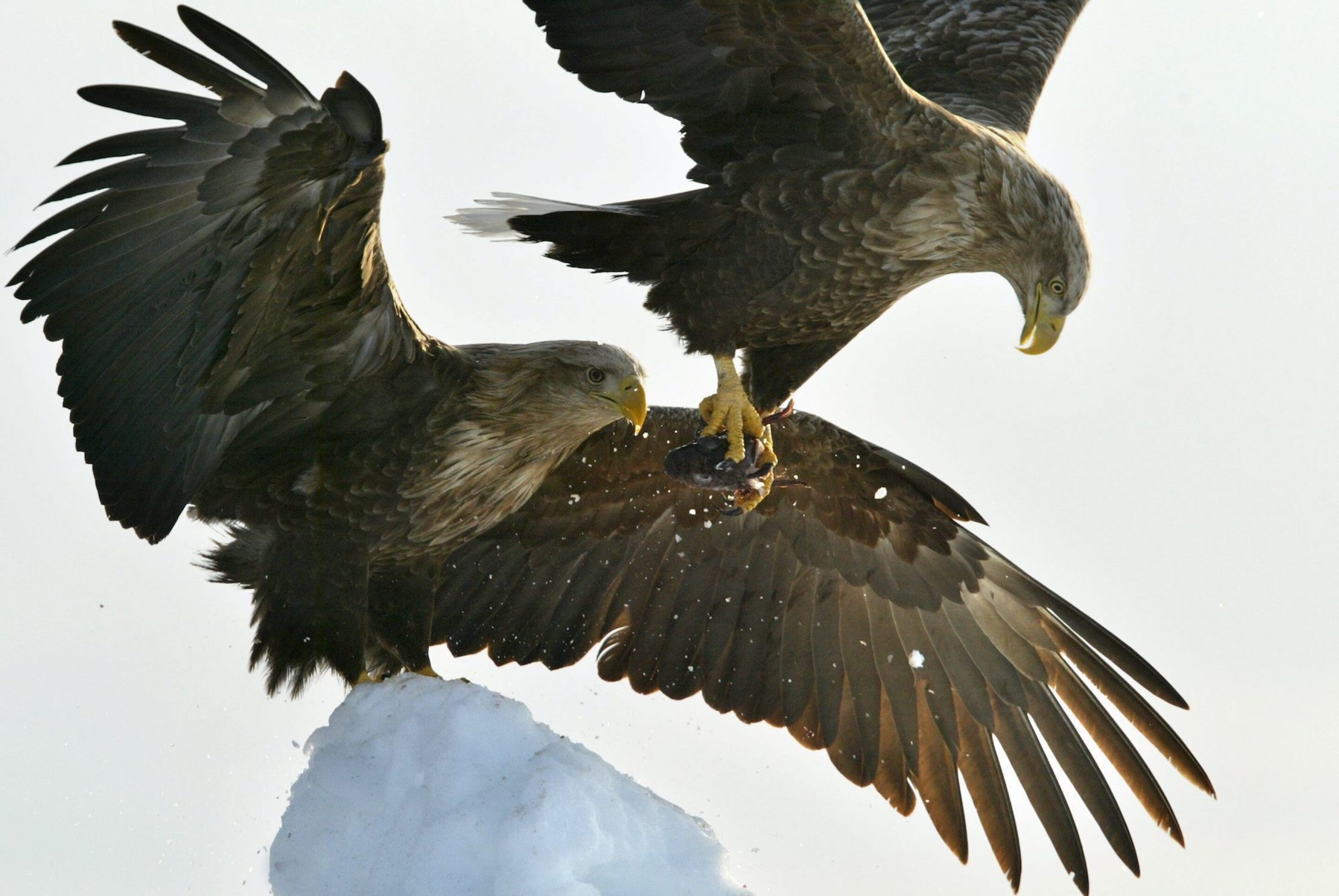 A Photography Tour of Ancient Japanese Cultures - AFAR