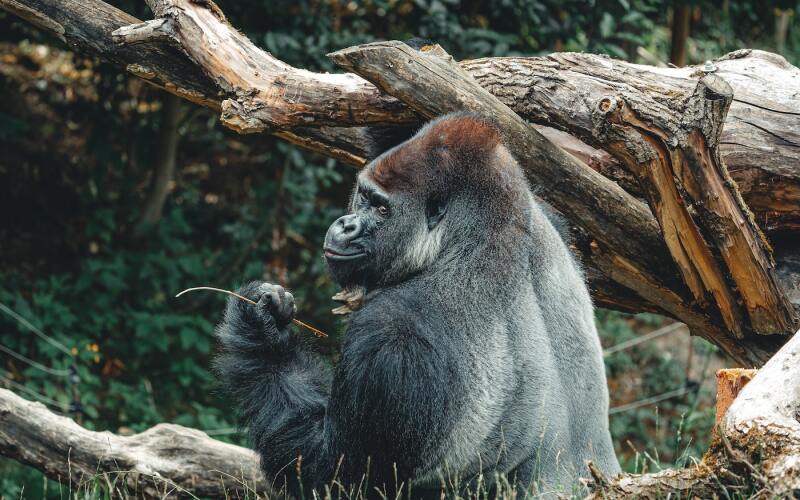 A gorilla pensively holds a stick