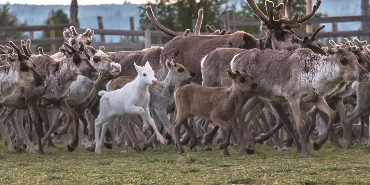 Sámi communities