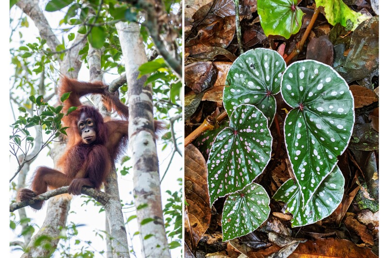 Critically endangered orangutans are only found in Borneo and Sumatra; at the Sepilok Orangutan Rehabilitation Centre, orphaned orangutans are rescued, nursed, and then released into the wild.
