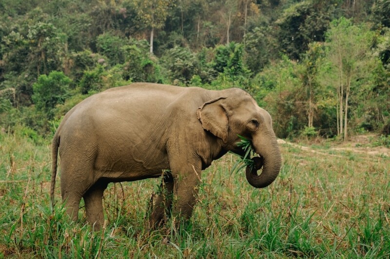 Boon Lott’s Elephant Sanctuary currently cares for nine elephants.