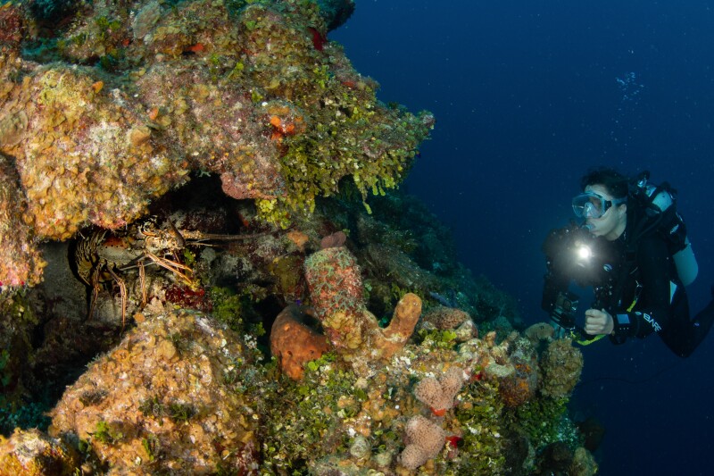 Diver explores the wall on the Elephant Ear dive site off West Caicos in the Turks and Caicos Islands