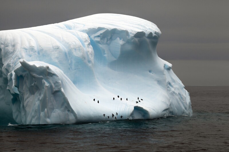 Penguins on a glacier in Drake Passage in Antarctica