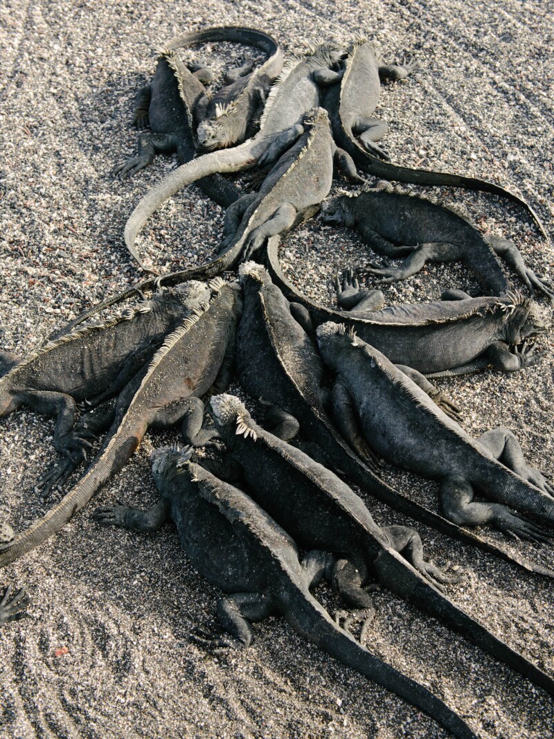 Marine iguanas, Punta Espinoza, Fernandina Island, Day 5 (Peruvian Independence Day!), Galapagos, Ecuador
