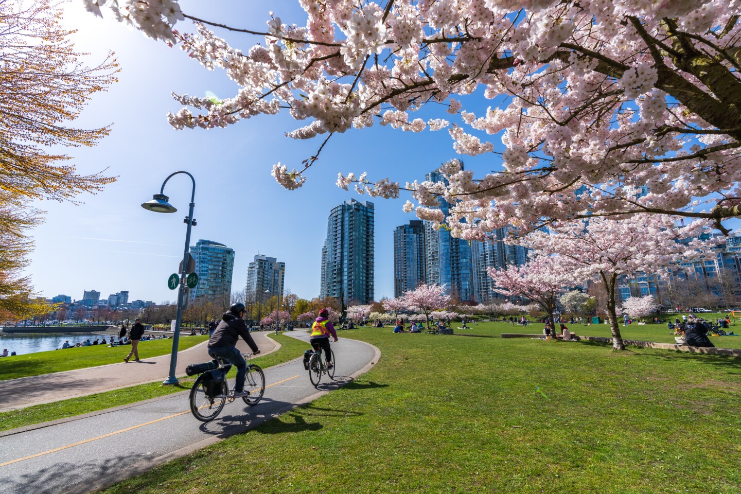 People cycling and picnicking in David Lam Park in springtime, enjoying cherry blossom flowers in full bloom