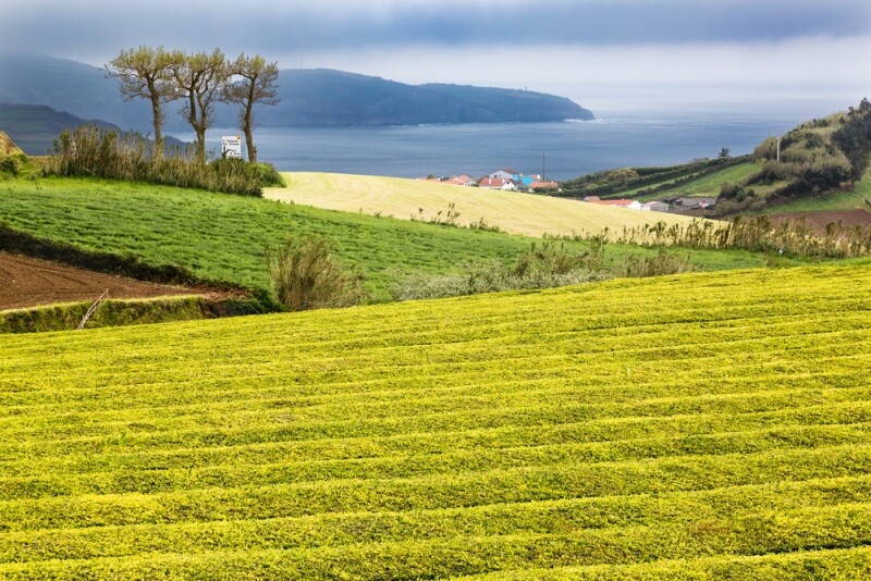 Tea fields at Cha Gorreana