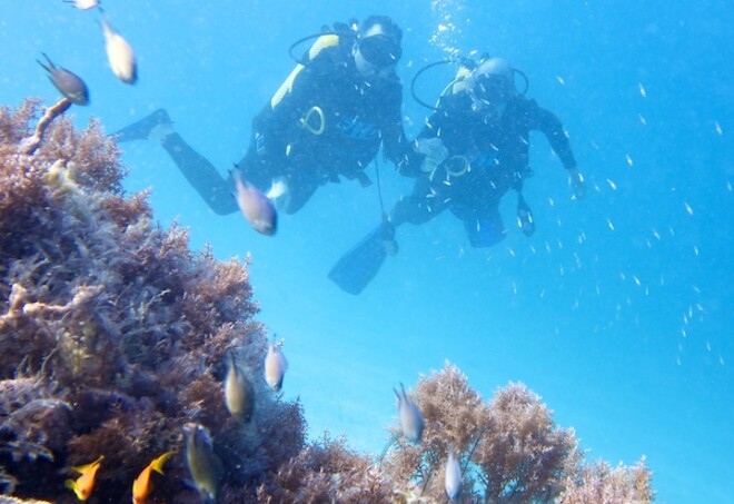 090_DIVE_1.jpg