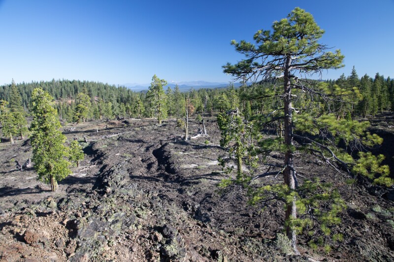 Pine trees cropping out from dark lava flows, which are common at the Sáttítla Highlands National Monument