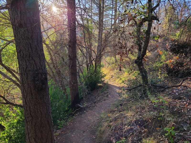Trail in Bothe-Napa Valley State Park lined with trees and brush