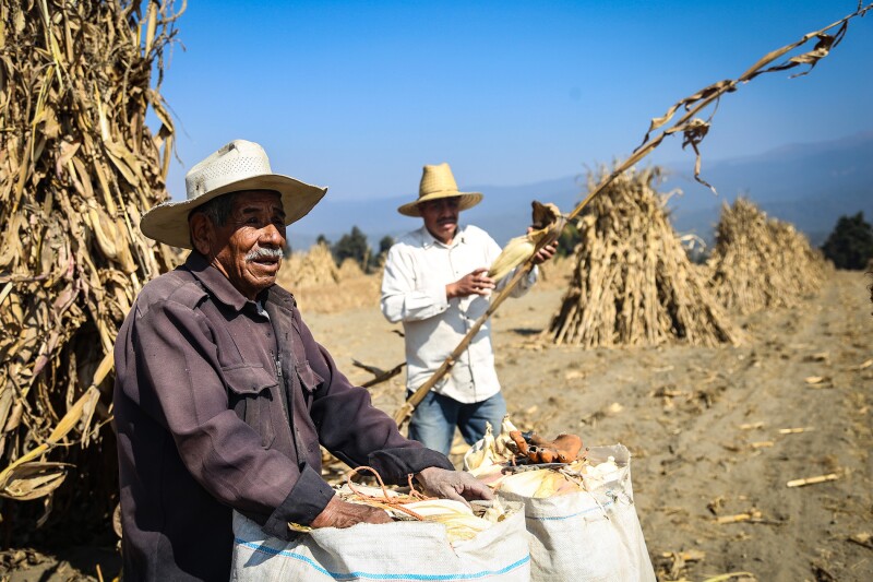 Thirteen million tons of heirloom corn are grown annually in Mexico.