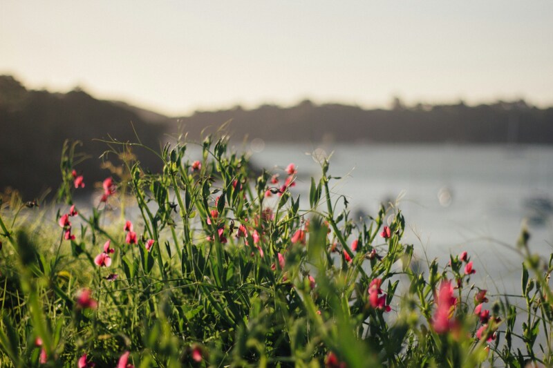 Red flowers blooming on the shores of Waiheke Island