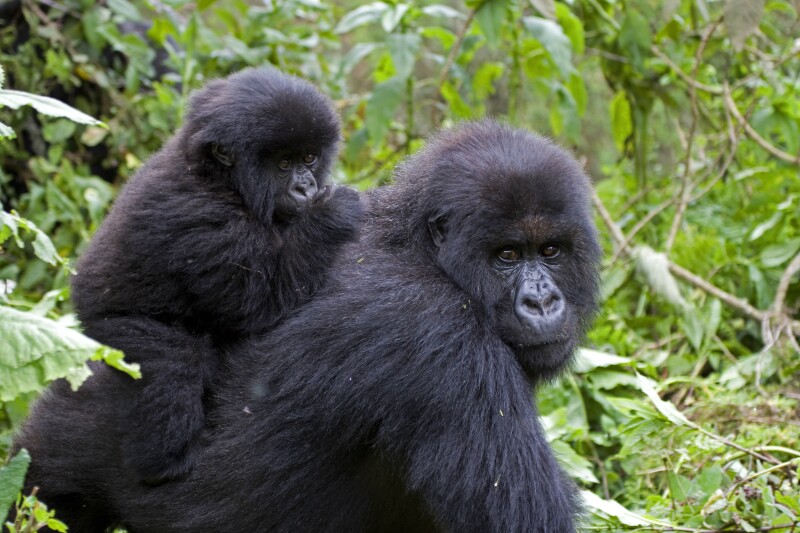 Adult gorilla with a baby on its back in the lush jungle