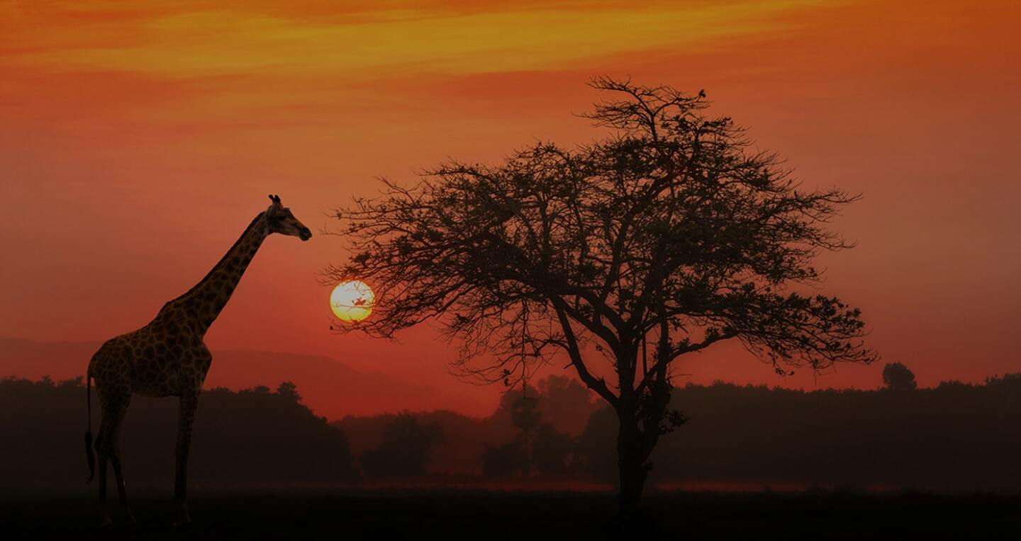 A giraffe stands by a weathered tree at sunset