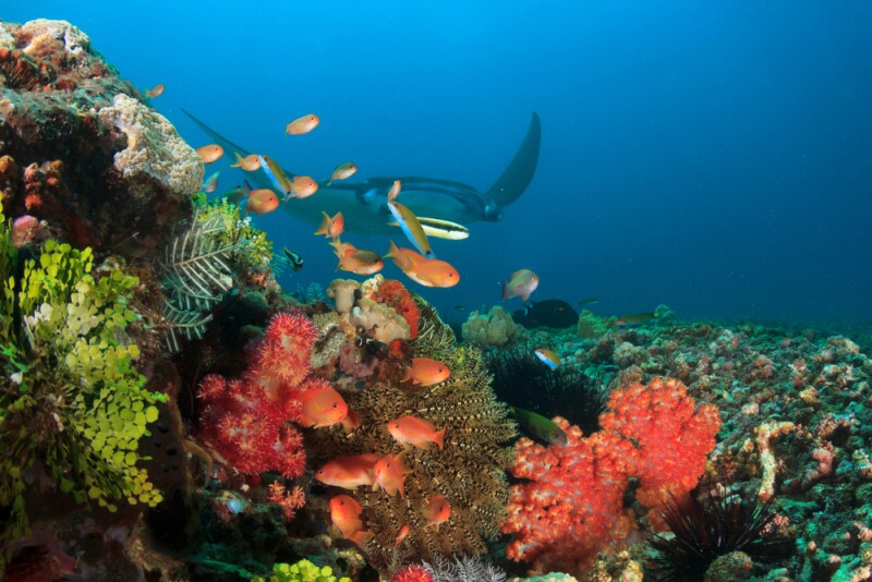 Marine life abounds underwater at Komodo National Park.