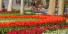 Turkey, Istanbul, Gulhane Park, Blooming tulips