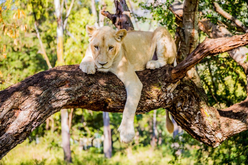 Beige lion relaxing on a thick tree branch.